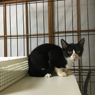 4ヶ月のシロクロ子猫ちゃん、ギンくん♪