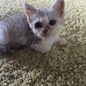 人もネコもイヌも大丈夫な、元気な子猫です。
