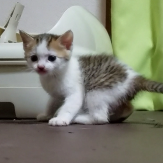 人懐っこい甘えん坊な女の子です♡