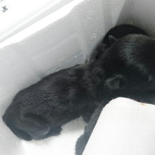 推定生後3日 捨て犬です