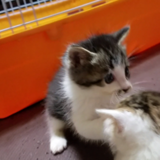 好奇心旺盛な元気な男の子です☆