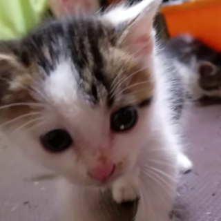 大人しくてしっかりした男の子です☆