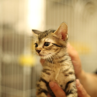 クーちゃん♀可愛いキジトラの女の子