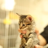 クーちゃん♀可愛いキジトラの女の子 サムネイル2