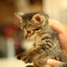 クーちゃん♀可愛いキジトラの女の子 サムネイル3
