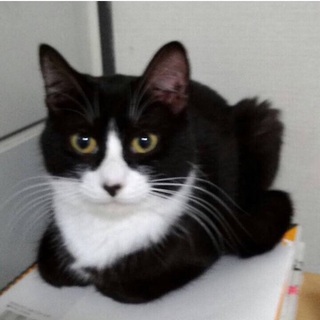 ソラちゃん♀9月で2歳☆