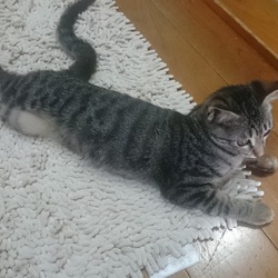 「雅(みやび)を迎えて、中断している事」サムネイル1