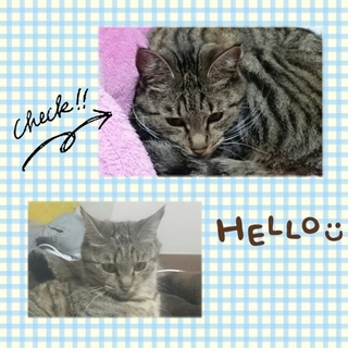 キジトラとメインクーンのハーフ、3歳メス