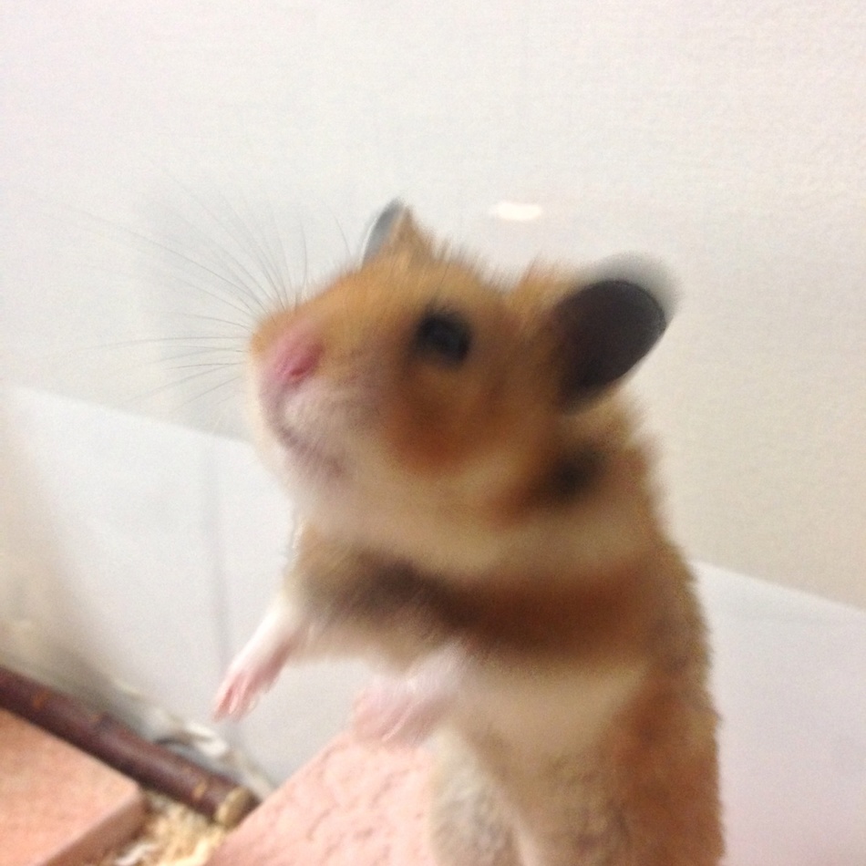 マロンのカバー写真