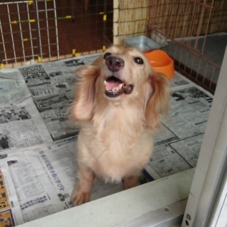 おとなしいダックスフンドの女の子です。