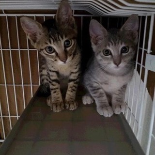 兄弟子猫3ヶ月　キジトラオス　レオくん　