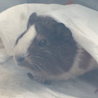 モルモットの里親募集しています！