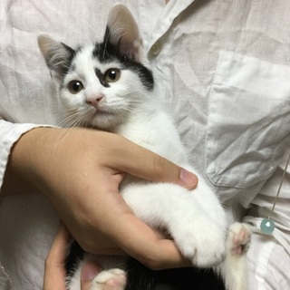 お顔のキズ柄がチャームポイント、ムギくん♪