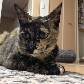 ゴロスリで可愛いサビ猫ちゃん