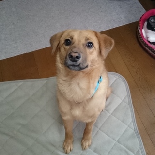 【里親・預かり様募集】最後のチャンスをください