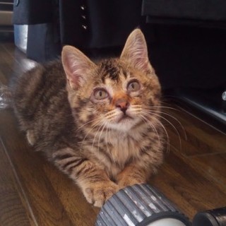 モフモフでしぐさがかわいいキジトラ子猫ちゃん