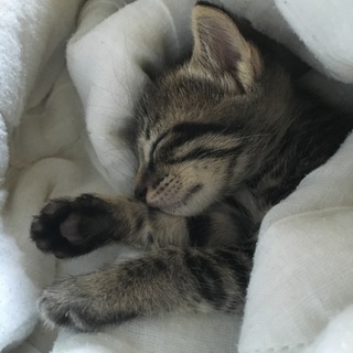 とっても可愛いトラ猫