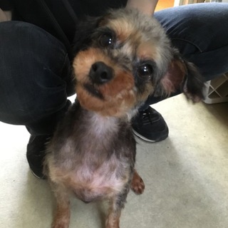 ガスパール♂ＭＩＸ（ヨーキー系）