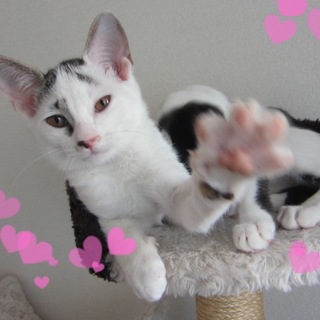 個性的な白キジくん♪