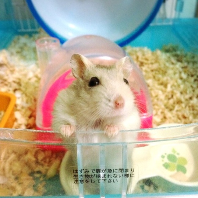 やすきち040722のカバー写真