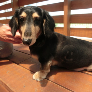 クリ♂ミニチュアダックスフンド