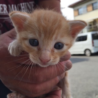 茶トラ♂3匹の里親さま募集