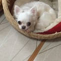 繁殖リタイア犬チワワさくら