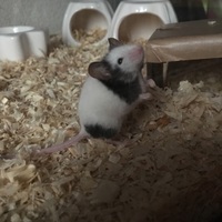 アルセーヌルパン