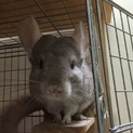 チンチラ里親募集