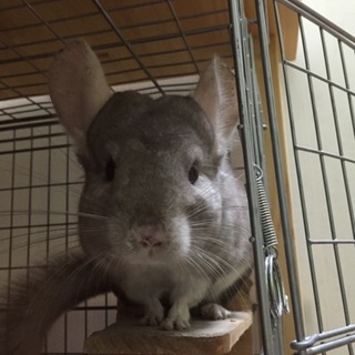 チンチラ里親募集