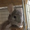 チンチラ里親募集 サムネイル2