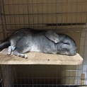チンチラ里親募集♂