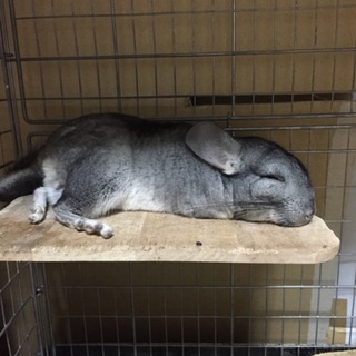 チンチラ里親募集♂