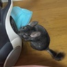 チンチラ里親募集♂ サムネイル2