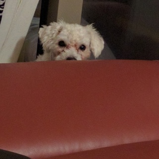 甘えん坊ビションフリーゼ　一旦募集停止