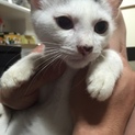生後4ヶ月未満の子猫の里親さん募集！