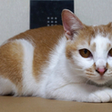 白玉ちゃん：多頭飼育崩壊した一家の１匹です