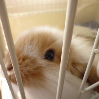 ホーランドロップ♂里親募集