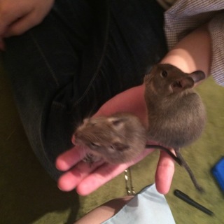 生後2ヶ月デグー♂右の子