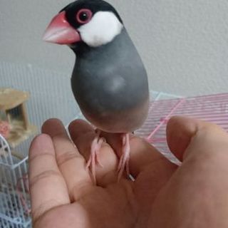 無事里親が決まりました。桜･白文鳥