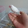 無事里親が決まりました。桜･白文鳥 サムネイル3