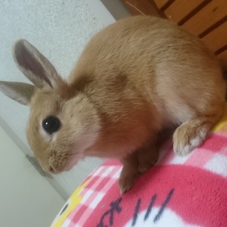 ネザーランドドワーフの男の子