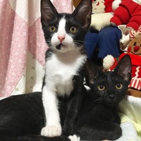 クロちゃん&シロクロちゃん