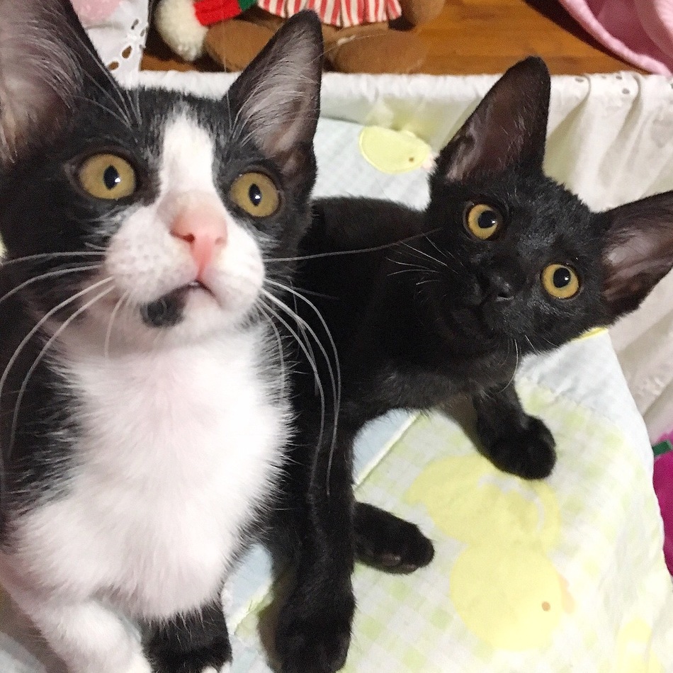 クロちゃん&シロクロちゃんのカバー写真
