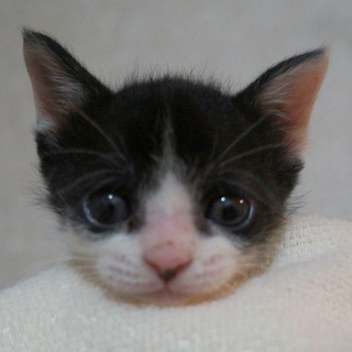 １ヶ月★人慣れＯＫ、犬猫との同居ＯＫ、りーすけ君