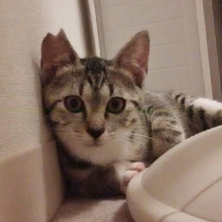 ３カ月　ソックスの女の子(不妊済みました）