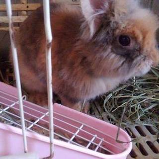 うさぎ2羽の里親募集