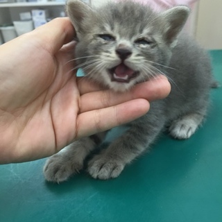 グレー☆男の子