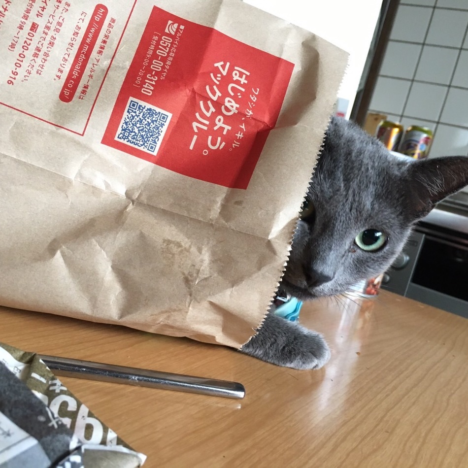 ねこのカバー写真