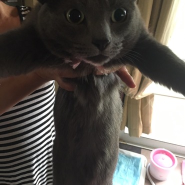 ねこの写真